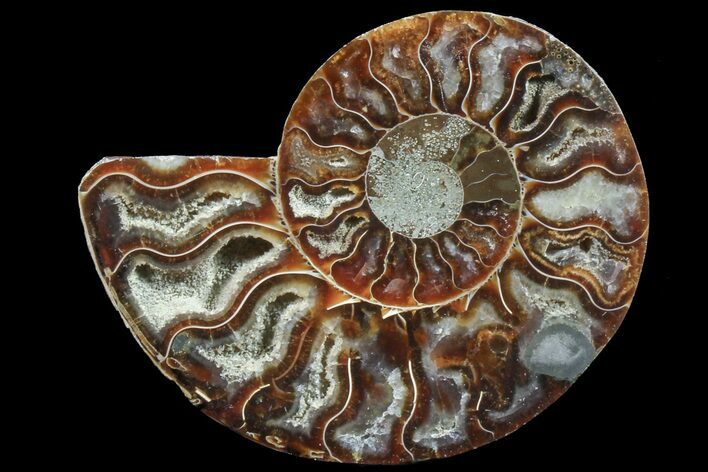Agatized Ammonite Fossil (Half) #78405